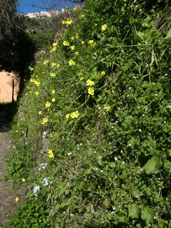 Il Laghello Di Amina Villa Framura Dış mekan fotoğraf
